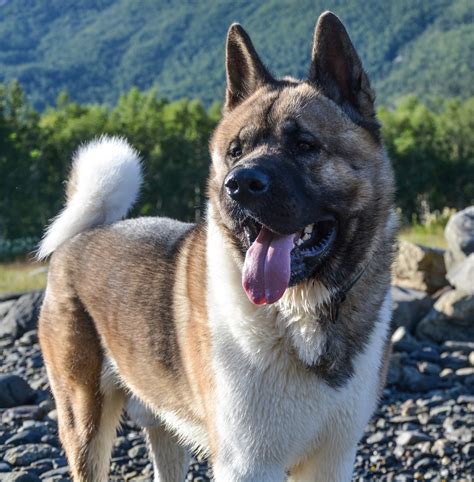 Akita breeder - The Akita Inu is a large dog breed, but has a well-balanced build and a strong constitution. Males weigh between 27–42 kg (60–92 lb) and reach a height 69 cm (27") at the withers. Females weigh between 25–36 kg (55–80 lb) and reach a height of up to 64 cm (25"). The female Akita's body is slightly longer than that of males.